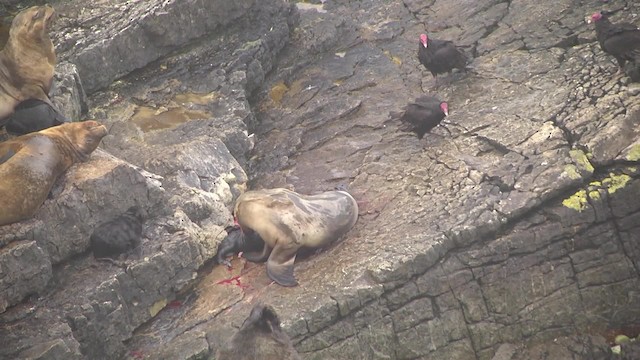 Turkey Vulture (South Temperate) - ML201875771