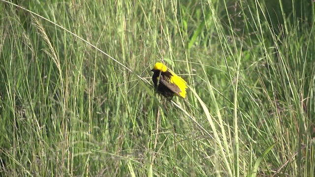 Yellow-crowned Bishop - ML201875781