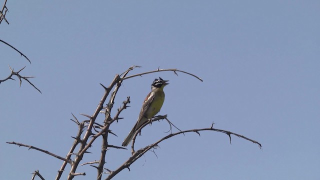 Golden-breasted Bunting - ML201875811