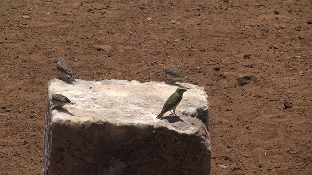 Serin à gorge noire - ML201875821