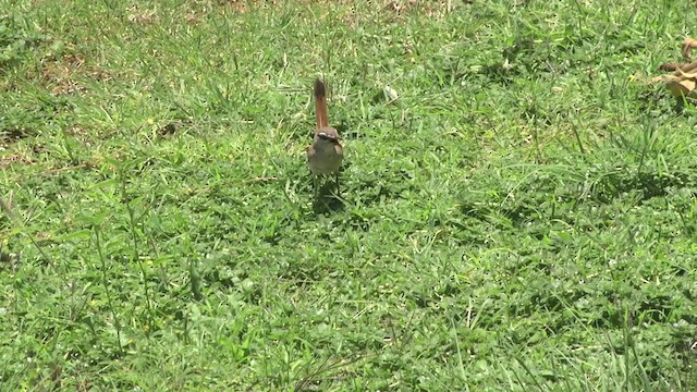 Kalahari Scrub-Robin - ML201875831