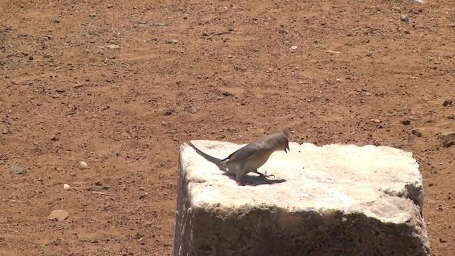 Red-faced Mousebird - ML201875841