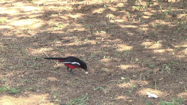 Bubú Pechirrojo - ML201875851
