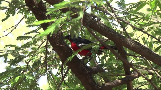 Crimson-breasted Gonolek - ML201875861