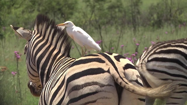 Western Cattle-Egret - ML201875871