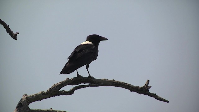 Pied Crow - ML201875891