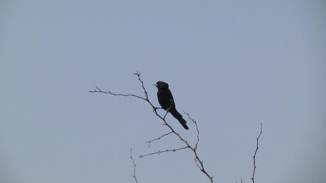 White-winged Widowbird - ML201875931