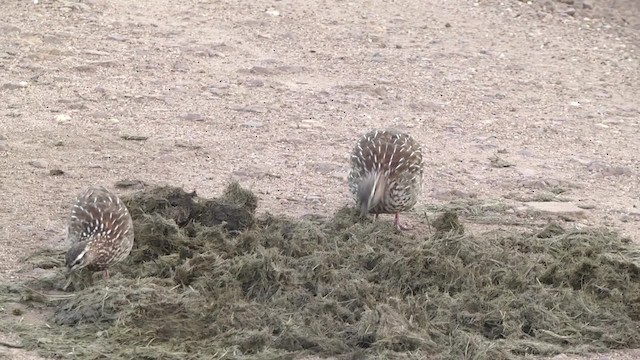 Crested Francolin (Crested) - ML201875941