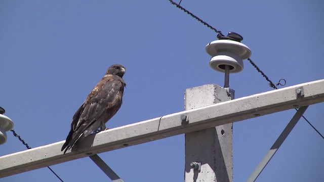 Rotrückenbussard (polyosoma) - ML201875991