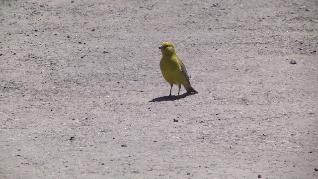 Greater Yellow-Finch - ML201876041