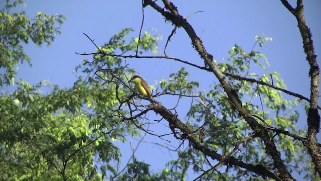 Bienteveo Pitanguá (pitangua) - ML201876071