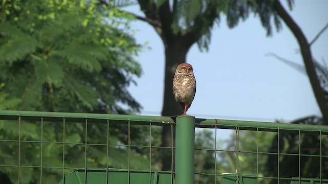 Burrowing Owl (Southern) - ML201876081