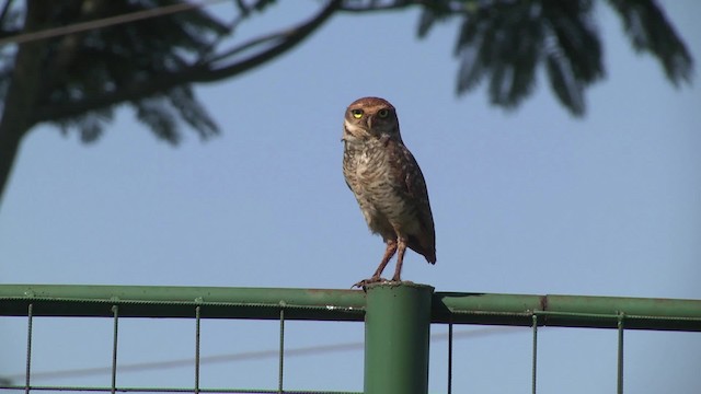 Burrowing Owl (Southern) - ML201876091