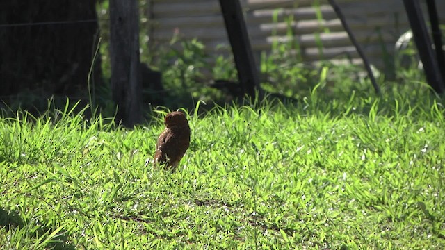 Burrowing Owl (Southern) - ML201876101