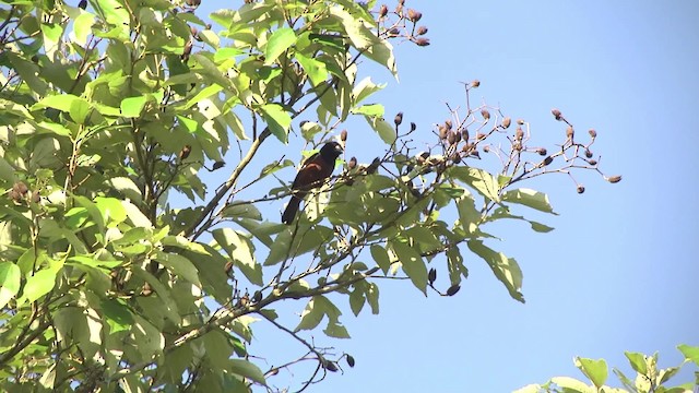 Chestnut-bellied Seed-Finch - ML201876111