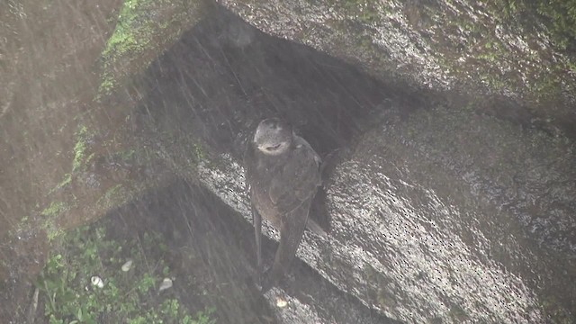 Martinet à tête grise - ML201876151