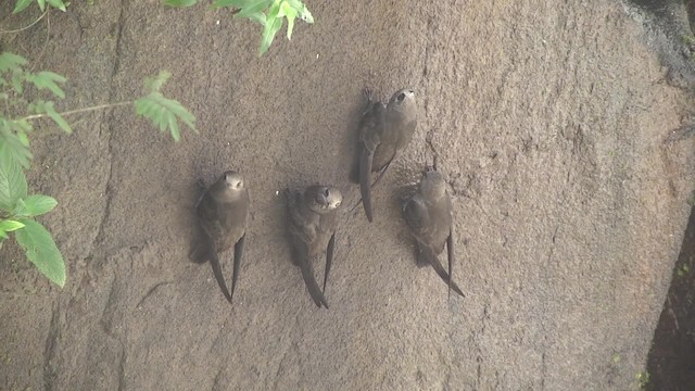Great Dusky Swift - eBird
