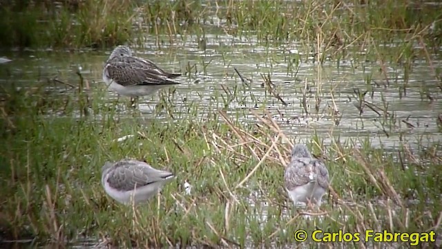 Common Greenshank - ML201876181