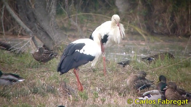 White Stork - ML201876191