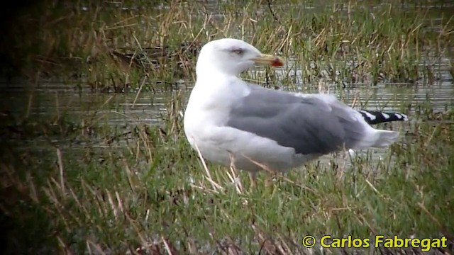 Yellow-legged Gull (michahellis) - ML201876201