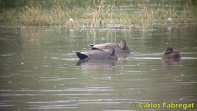 Gadwall - ML201876211