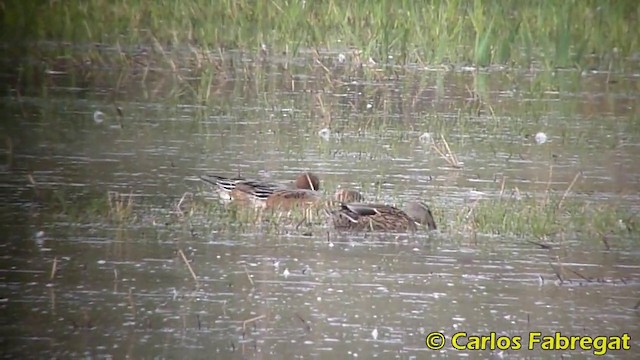 Eurasian Wigeon - ML201876221