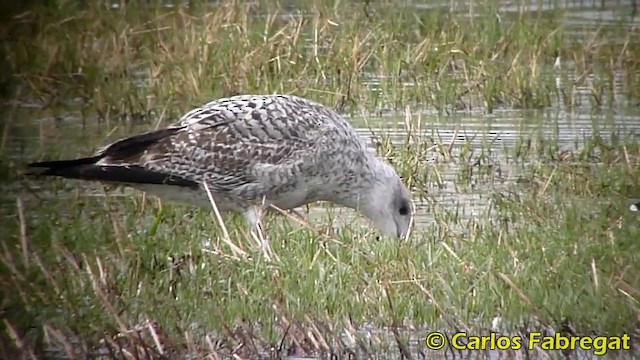 Yellow-legged Gull (michahellis) - ML201876241