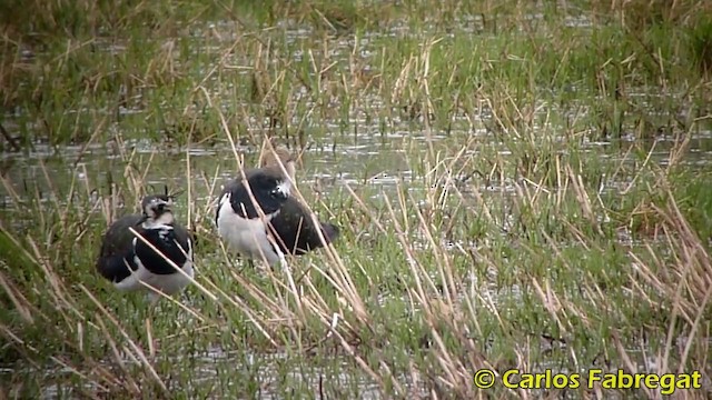 Northern Lapwing - ML201876251