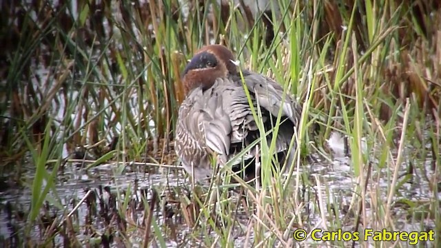 Green-winged Teal (Eurasian) - ML201876291