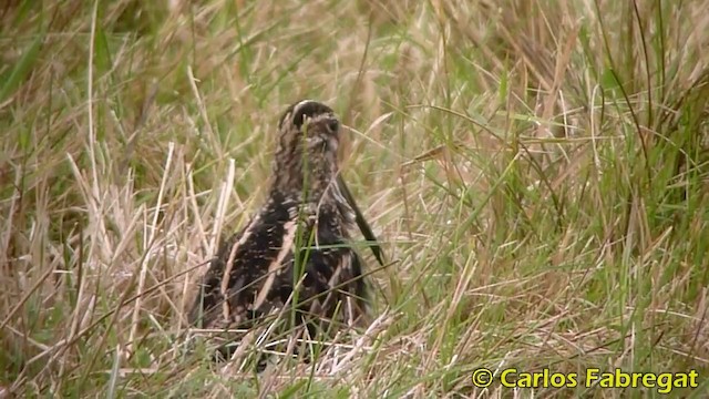 Common Snipe - ML201876311