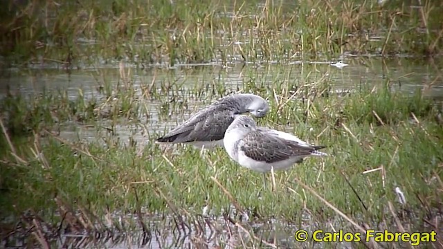 Common Greenshank - ML201876321