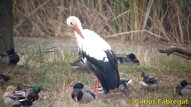 White Stork - ML201876341
