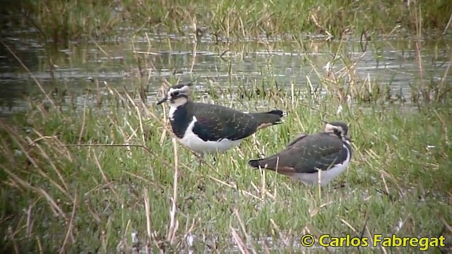 Northern Lapwing - ML201876381