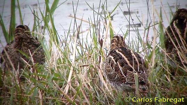 Common Snipe - ML201876401