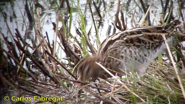 Common Snipe - ML201876441