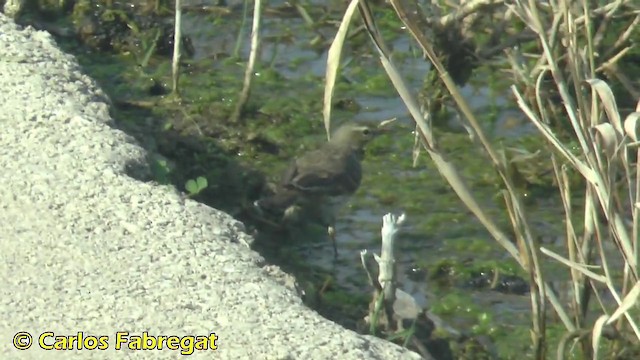Water Pipit (Western) - ML201876521