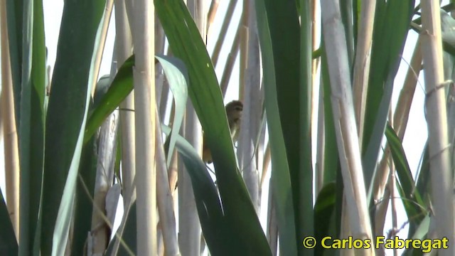 Common Reed Warbler (Common) - ML201876651