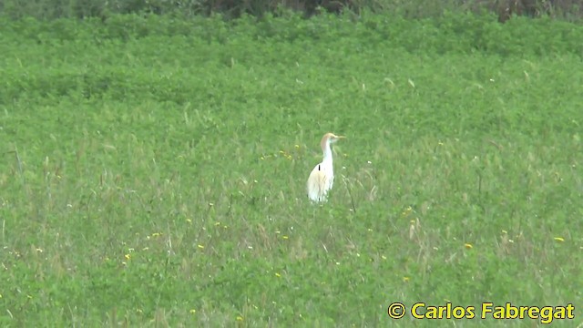 Western Cattle Egret - ML201876661