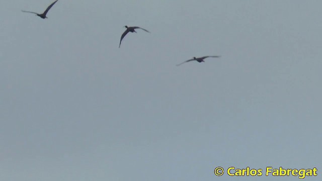 ibis hnědý - ML201876671
