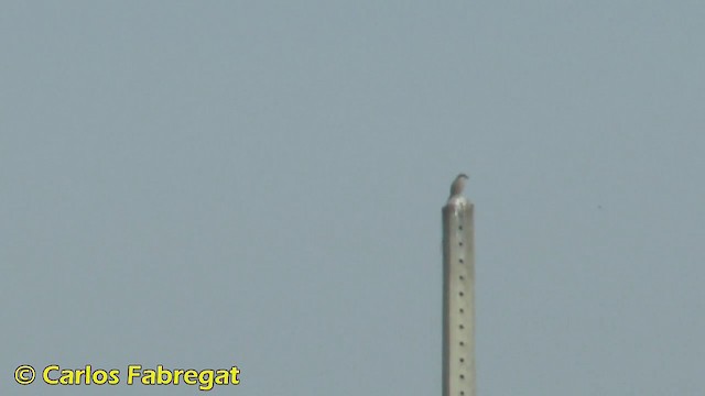 Iberian Gray Shrike - ML201876681