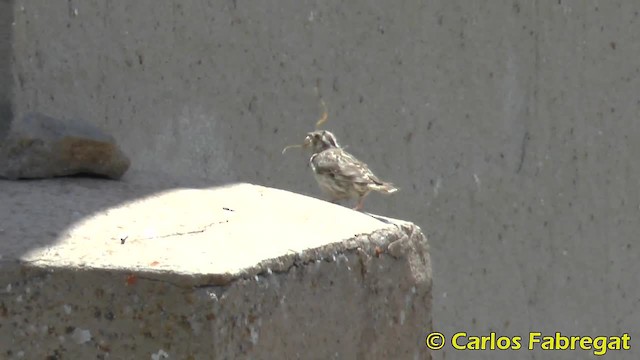 Rock Sparrow - ML201876711