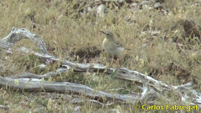 Tawny Pipit - ML201876751