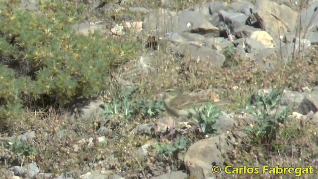 Tawny Pipit - ML201876761