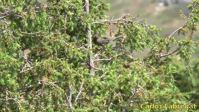 Dartford Warbler - ML201876771