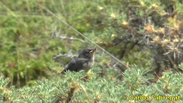 Dartford Warbler - ML201876781