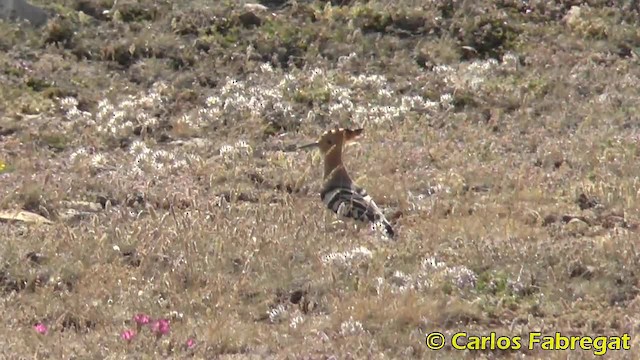 Eurasian Hoopoe (Eurasian) - ML201876791