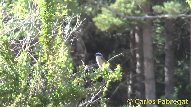 Red-backed Shrike - ML201876841