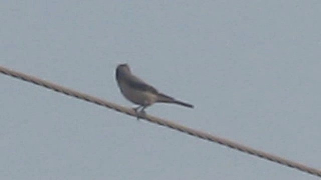 Lesser Gray Shrike - ML201877651