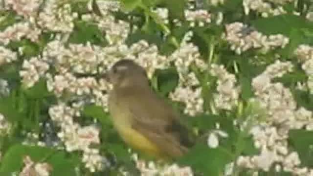 Western Yellow Wagtail (flava) - ML201877711