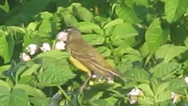 Western Yellow Wagtail (flava) - ML201877721